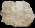 Ordovician Bryozoan (Chasmatopora) Plate - Estonia #47446-1